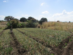 Machamba de camponeses que a Mozaco pretende usurpar para dar lugar a produção de soja, Comunidade de Natututo, Distrito de Malema